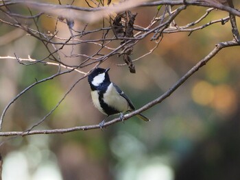 2021年11月14日(日) 秋ヶ瀬公園の野鳥観察記録