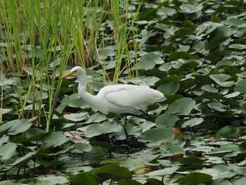 チュウサギ 水元公園 2021年9月12日(日)