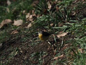 2021年1月1日(金) こども自然公園 (大池公園/横浜市)の野鳥観察記録