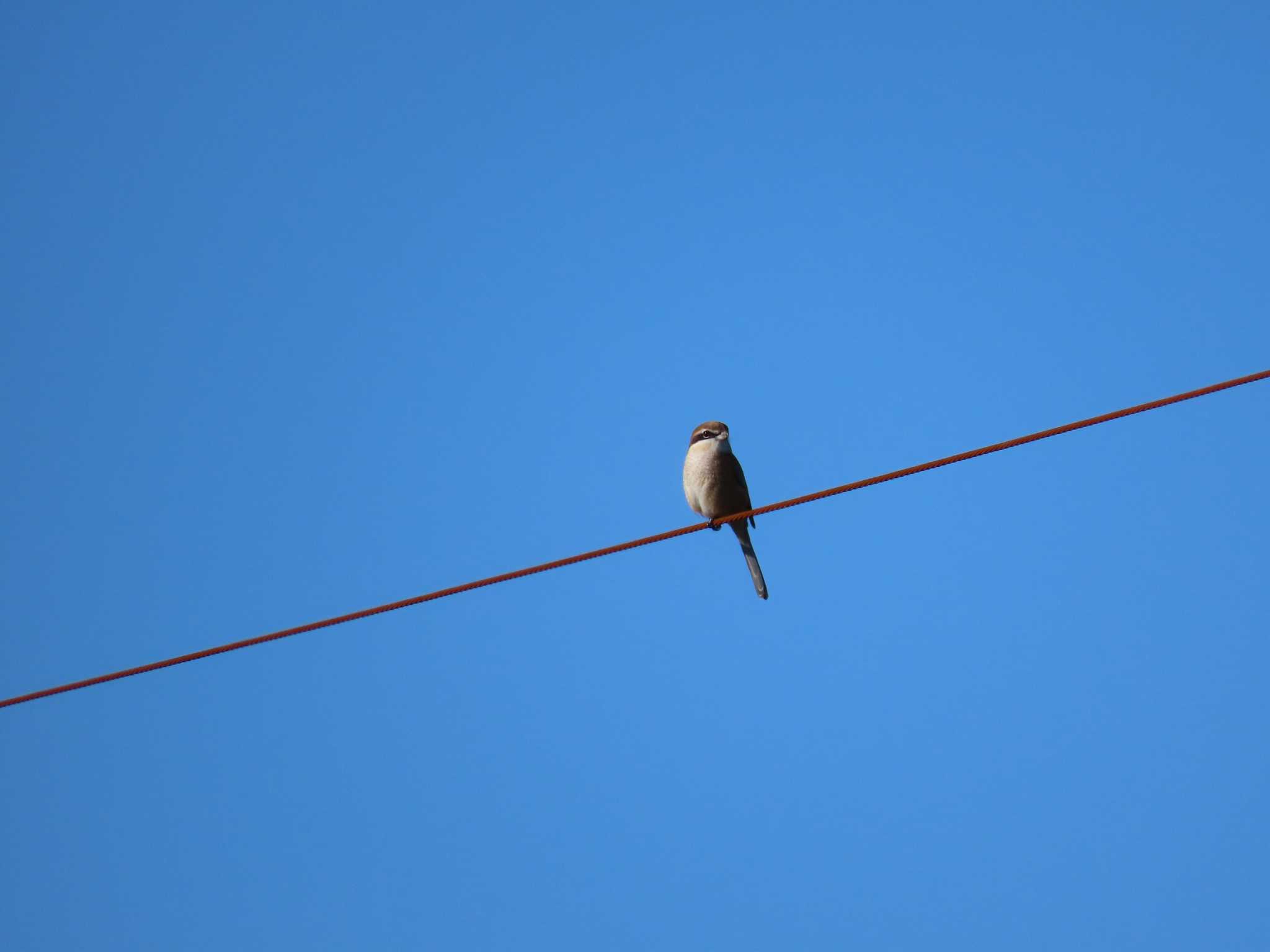 Photo of Bull-headed Shrike at 海蔵川 by sword-fish8240