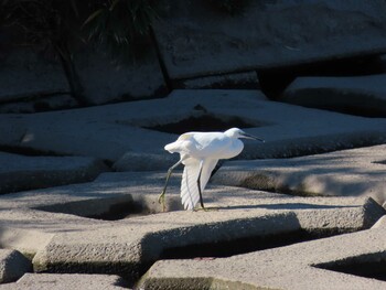 コサギ 海蔵川 2021年11月13日(土)