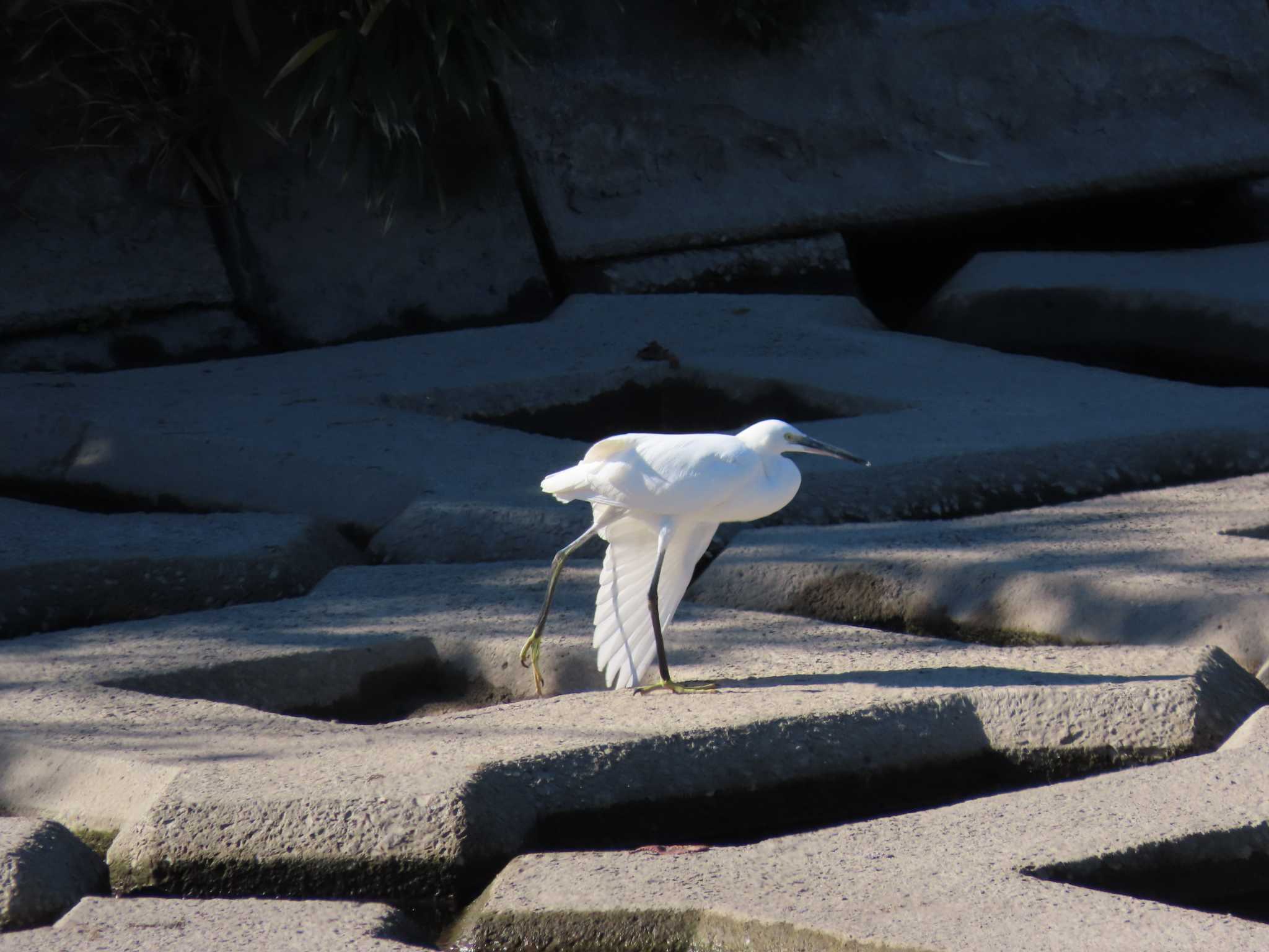 Photo of Little Egret at 海蔵川 by sword-fish8240