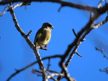 カワラヒワ 三重県四日市市 2021年11月13日(土)