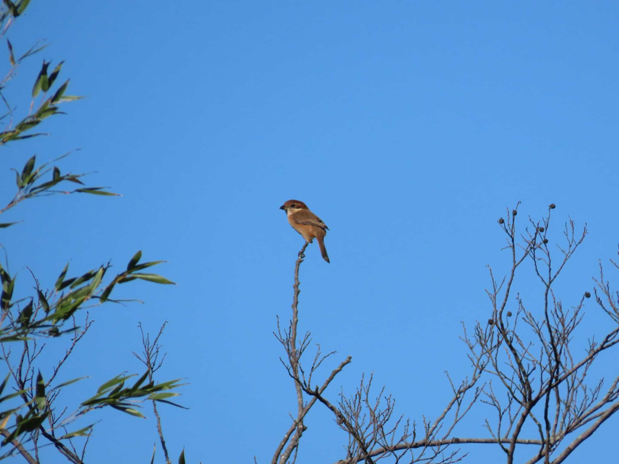 Bull-headed Shrike