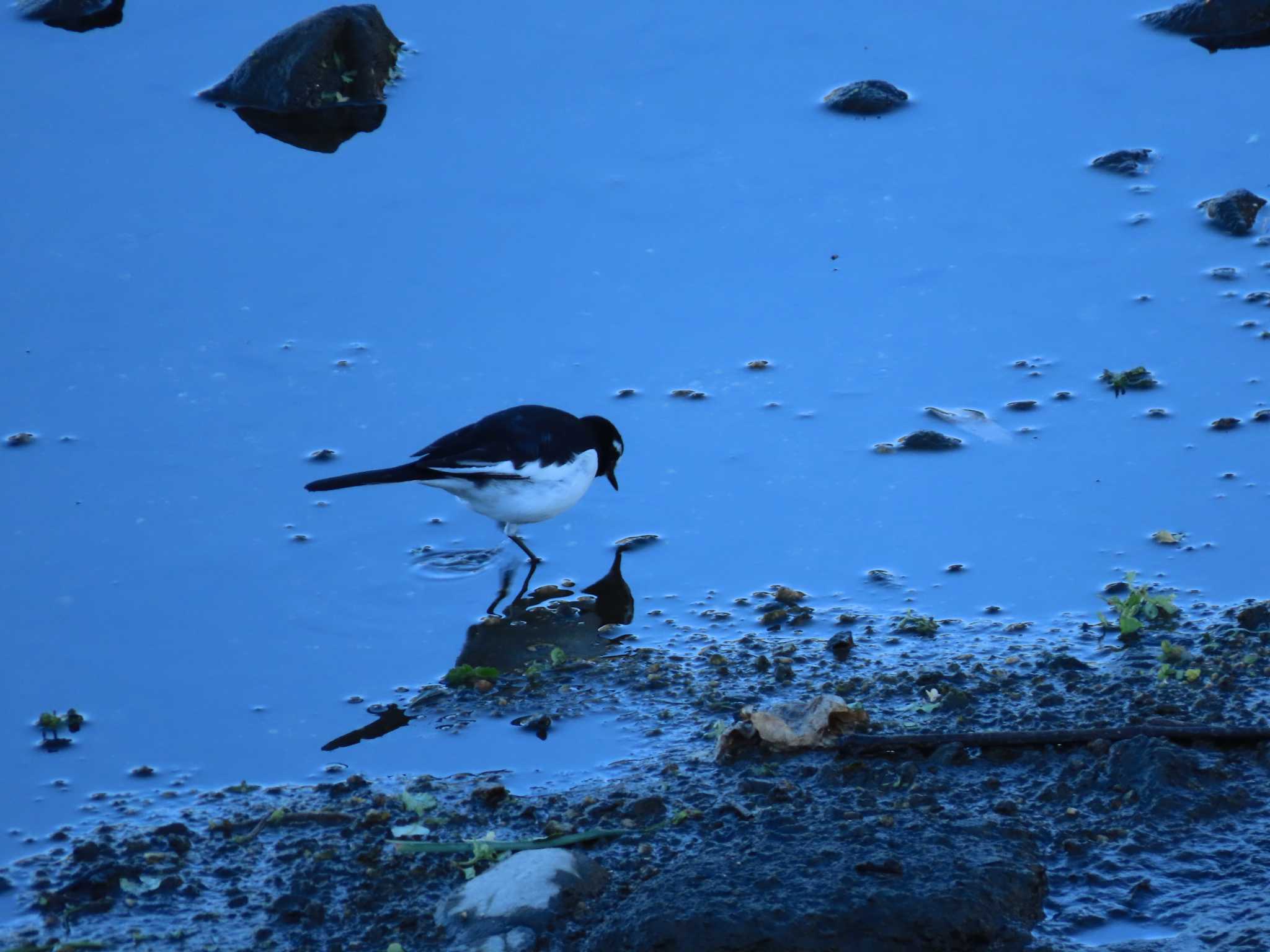 Photo of Japanese Wagtail at 海蔵川 by sword-fish8240