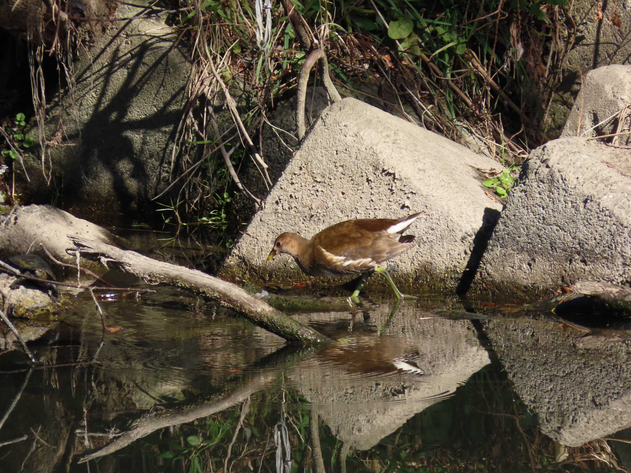 Common Moorhen