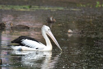 2019年10月21日(月) ケアンズの野鳥観察記録