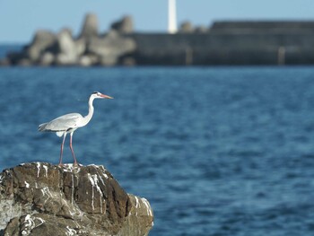 アオサギ 銚子漁港 2021年2月11日(木)