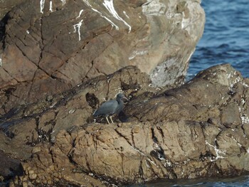 クロサギ 銚子漁港 2021年2月11日(木)