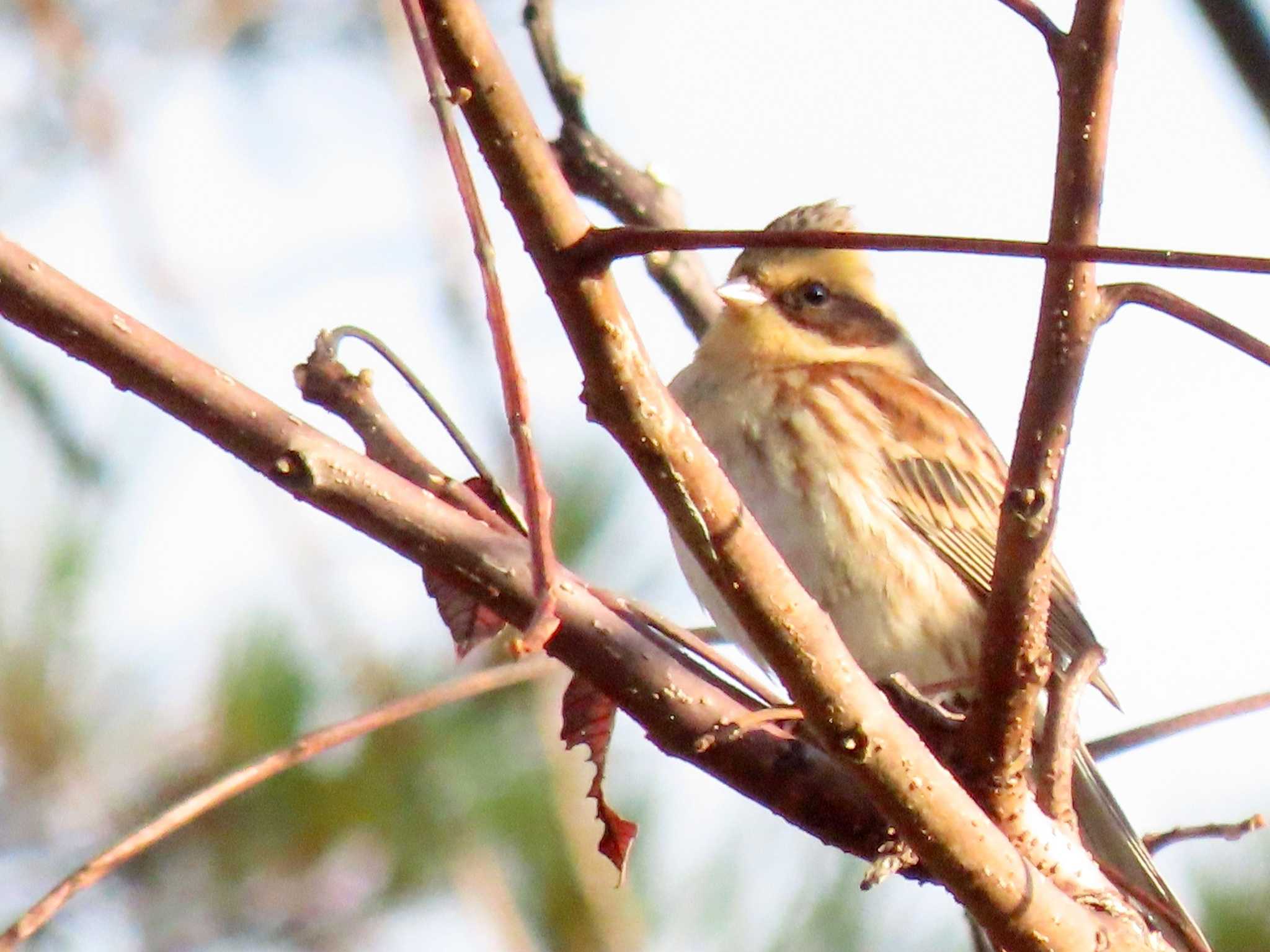 Photo of Yellow-throated Bunting at ひるがの高原(蛭ヶ野高原) by OHモリ