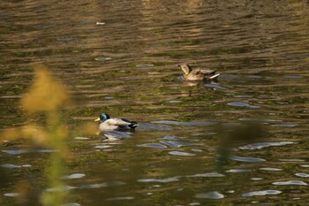 Mallard 尾津干拓地(山口県岩国市) Sun, 11/14/2021