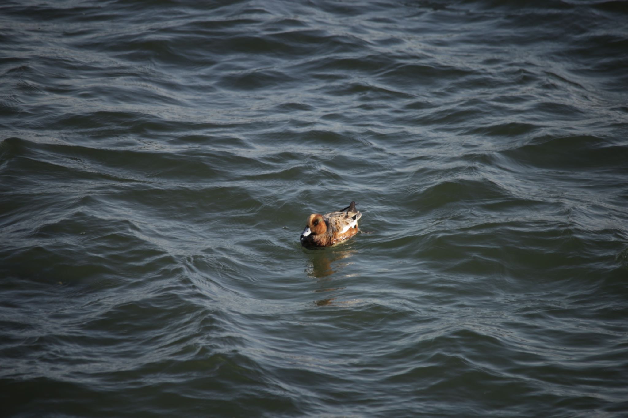 Eurasian Wigeon