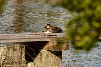 Common Sandpiper 尾津干拓地(山口県岩国市) Sun, 11/14/2021