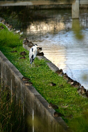 Grey Heron 尾津干拓地(山口県岩国市) Sun, 11/14/2021