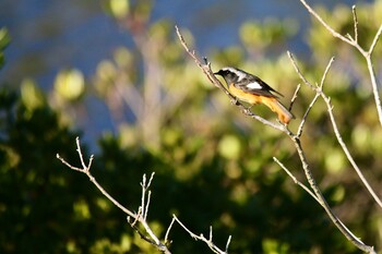 Daurian Redstart 尾津干拓地(山口県岩国市) Sun, 11/14/2021