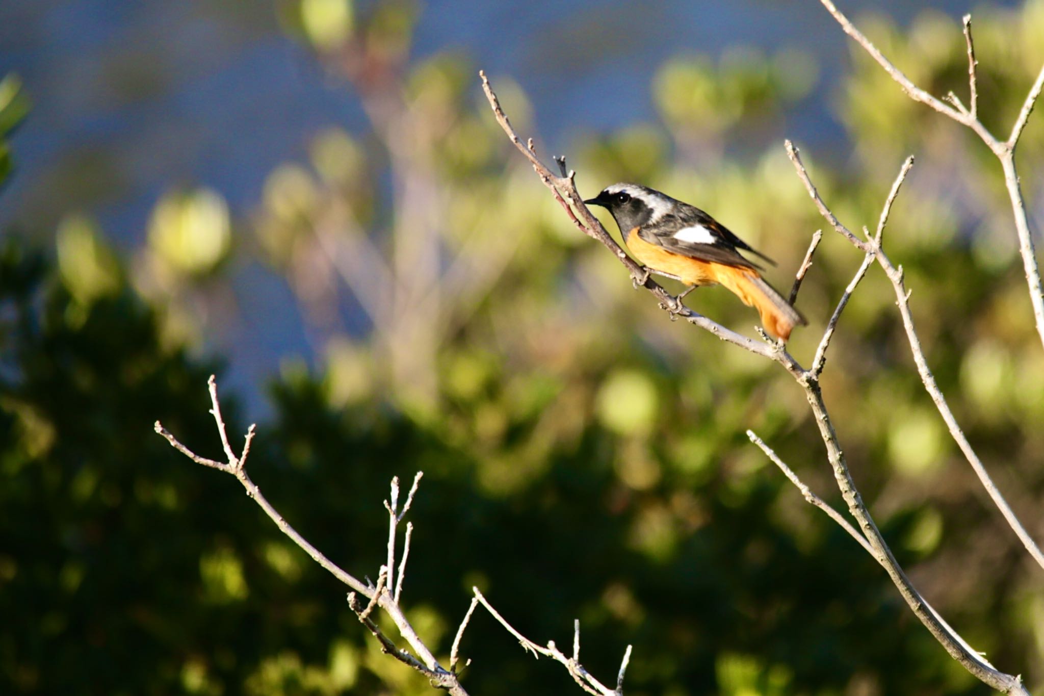 Daurian Redstart