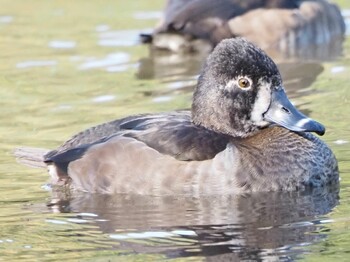 2021年11月13日(土) こども自然公園 (大池公園/横浜市)の野鳥観察記録