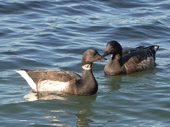 Brant Goose 志津川湾 Sun, 11/14/2021