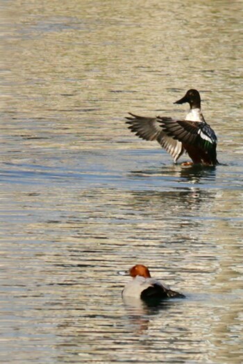 Northern Shoveler 尾津干拓地(山口県岩国市) Sun, 11/14/2021