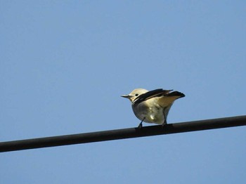 2017年5月8日(月) 河北潟の野鳥観察記録