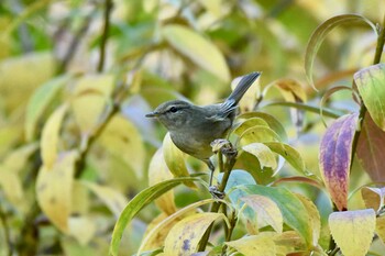 2021年11月11日(木) 昭和記念公園の野鳥観察記録