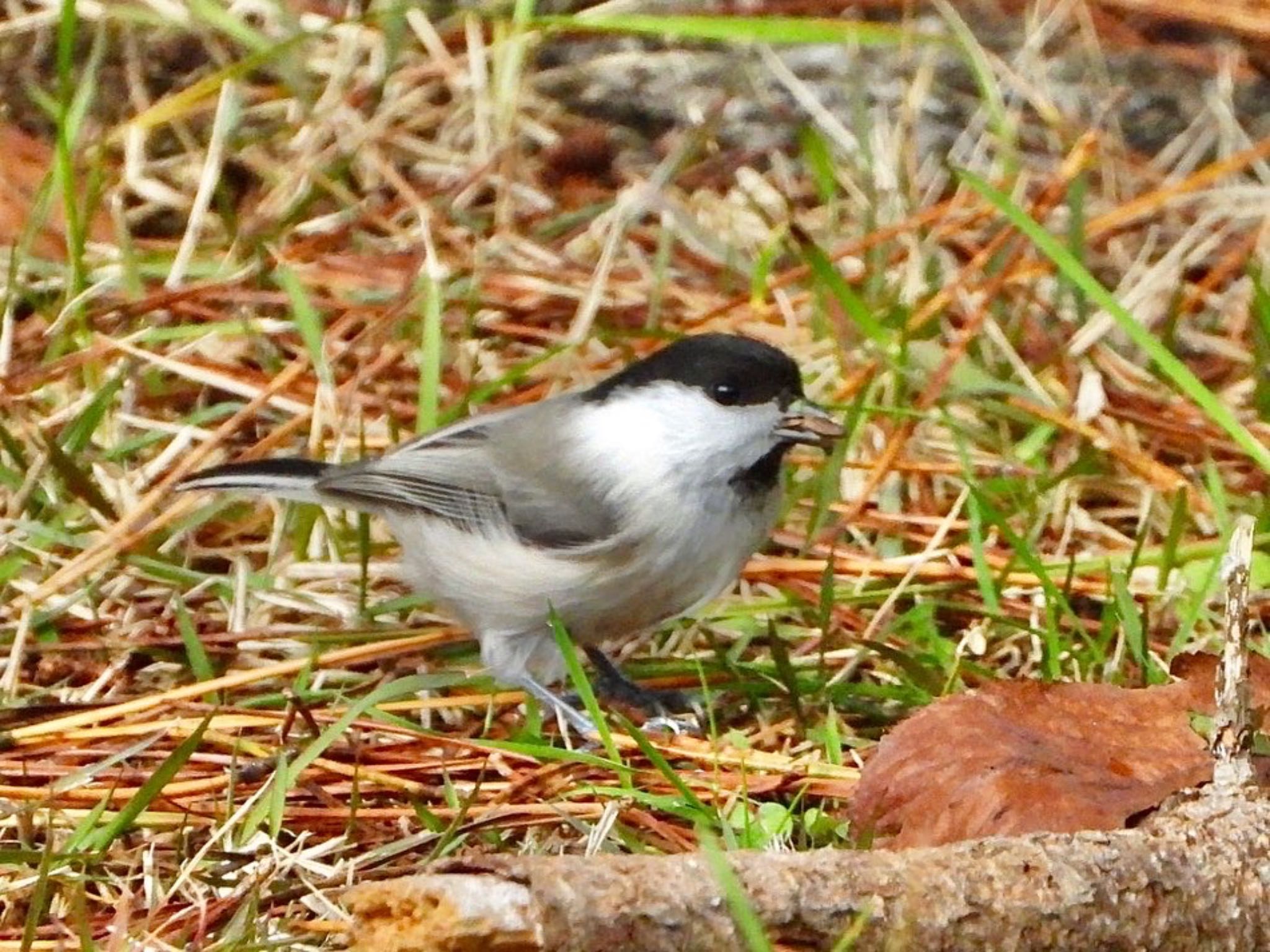 弘前公園(弘前城) コガラの写真