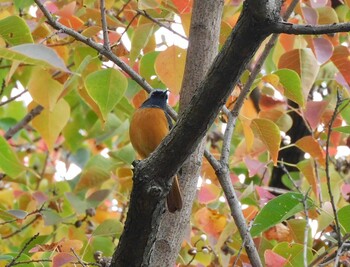 Daurian Redstart 稲永公園 Sun, 11/14/2021