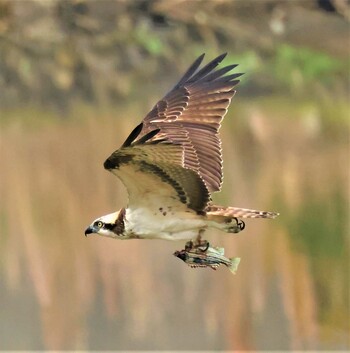 Osprey Osaka Nanko Bird Sanctuary Sun, 11/14/2021