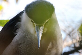 Sun, 11/14/2021 Birding report at Shakujii Park