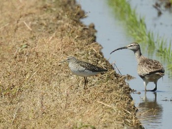 タカブシギ 河北潟 2017年5月8日(月)