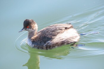 2021年11月14日(日) ふなばし三番瀬海浜公園の野鳥観察記録