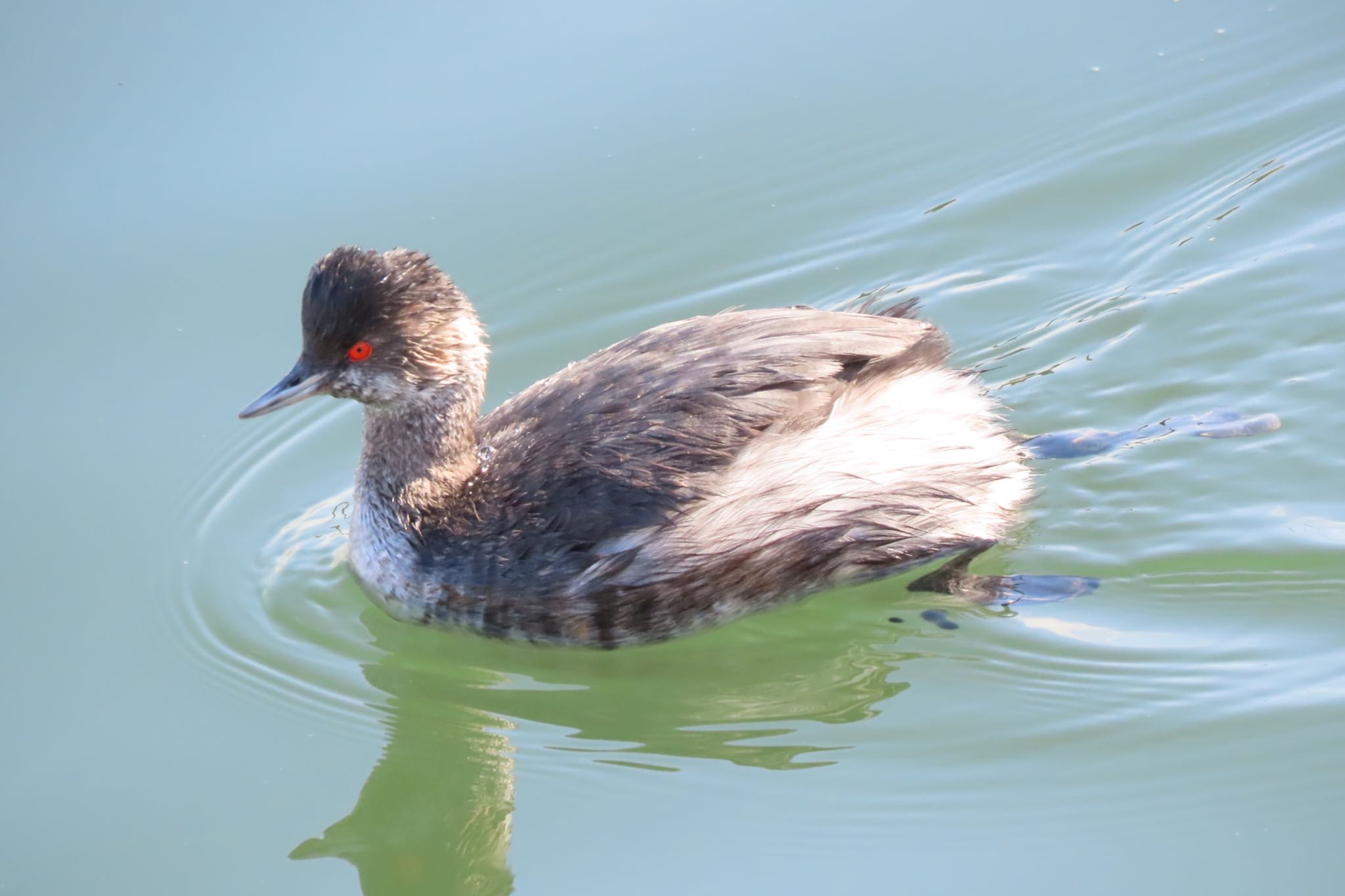 ふなばし三番瀬海浜公園 ハジロカイツブリの写真 by 中学生探鳥家