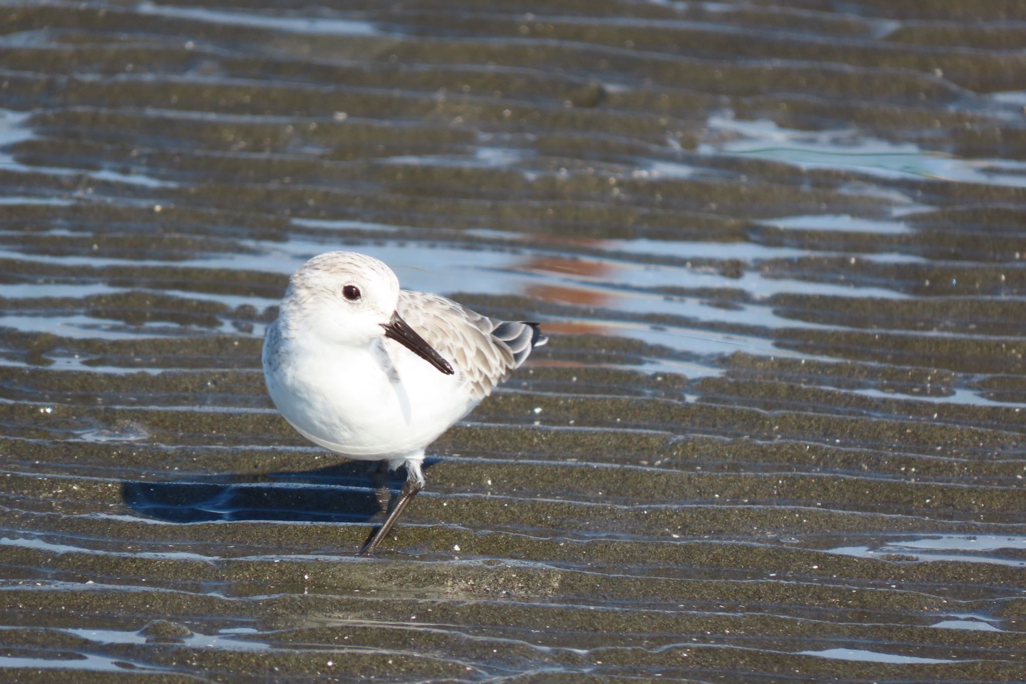 ふなばし三番瀬海浜公園 ミユビシギの写真 by 中学生探鳥家