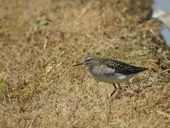 タカブシギ 河北潟 2017年5月8日(月)