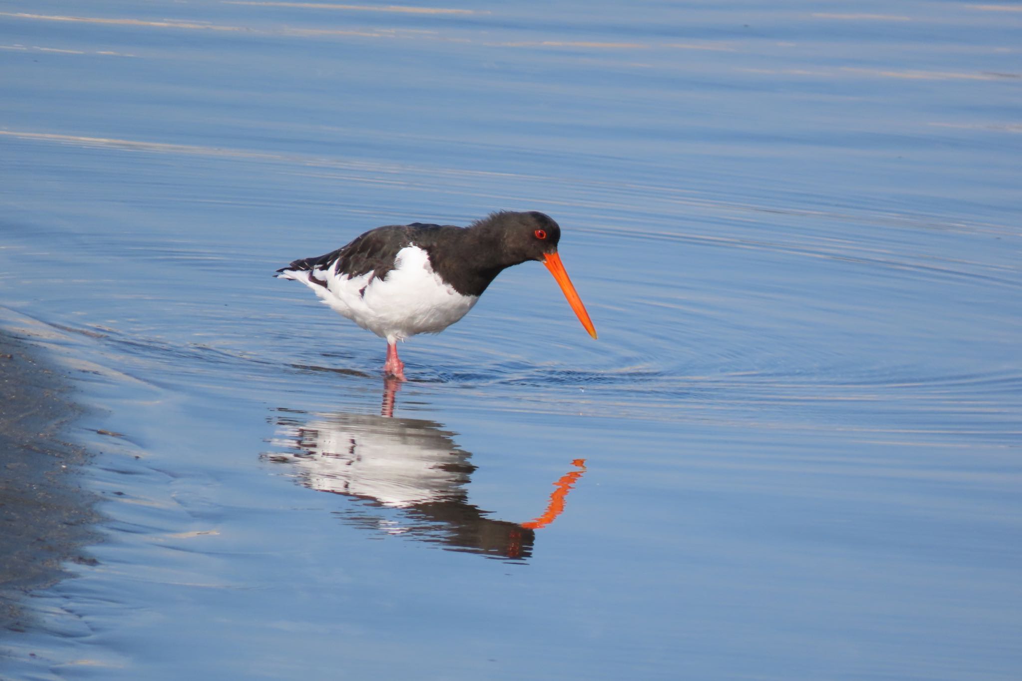 ふなばし三番瀬海浜公園 ミヤコドリの写真 by 中学生探鳥家