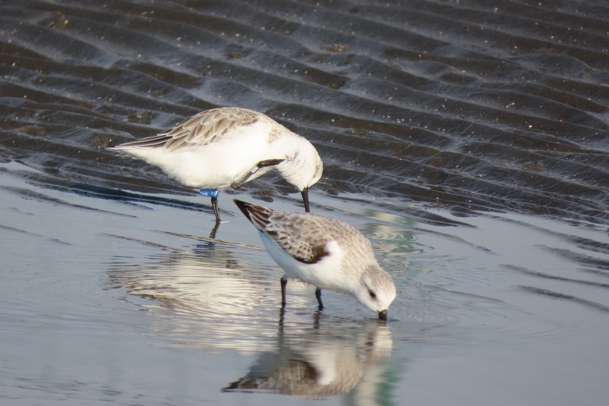 ふなばし三番瀬海浜公園 ミユビシギの写真 by 中学生探鳥家