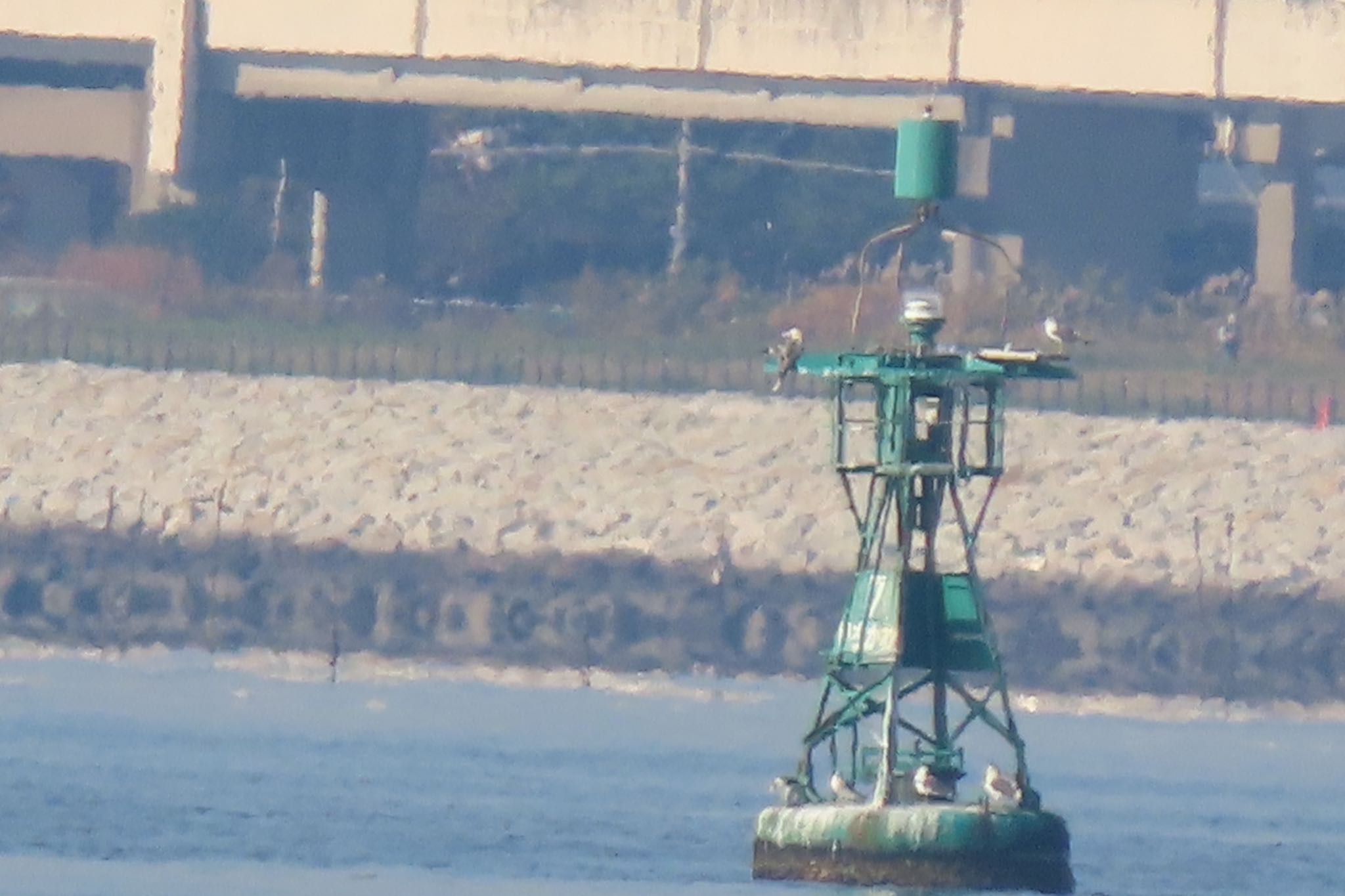 ふなばし三番瀬海浜公園 アカアシカツオドリの写真