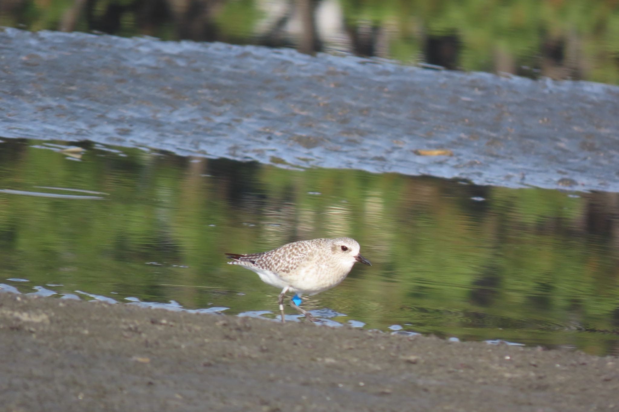 ふなばし三番瀬海浜公園 ダイゼンの写真