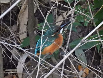 Common Kingfisher 河跡湖公園 Sun, 11/14/2021
