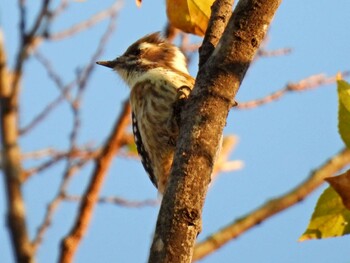 Japanese Pygmy Woodpecker 河跡湖公園 Sun, 11/14/2021