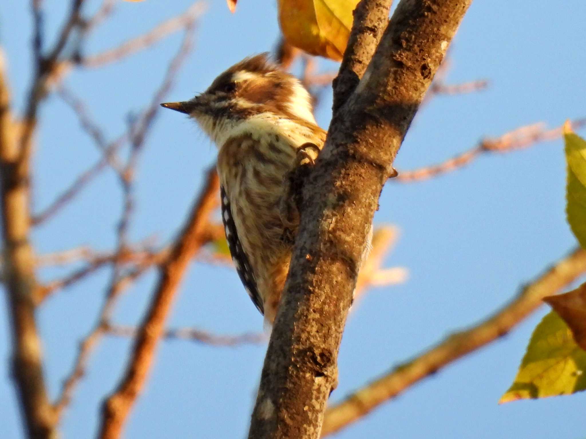 Photo of Japanese Pygmy Woodpecker at 河跡湖公園 by 寅次郎