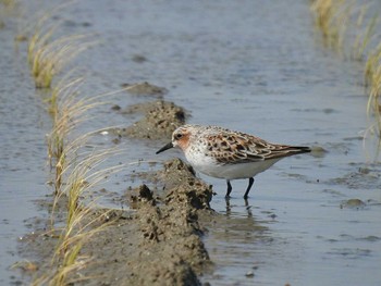 Red-necked Stint 河北潟 Mon, 5/8/2017