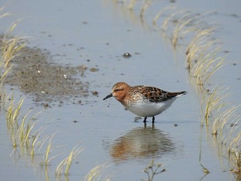 Red-necked Stint 河北潟 Mon, 5/8/2017