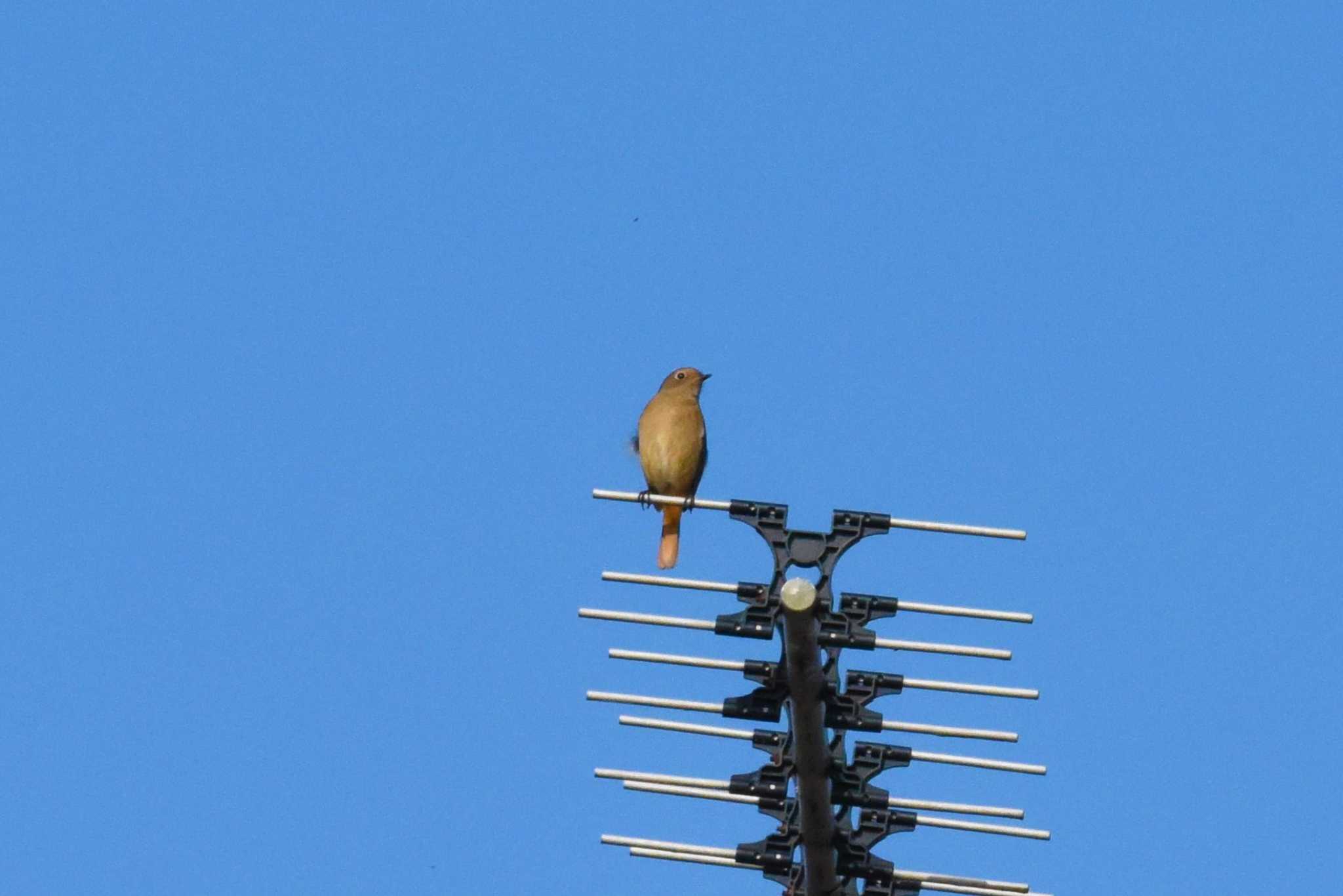 日野市多摩川 ジョウビタキの写真