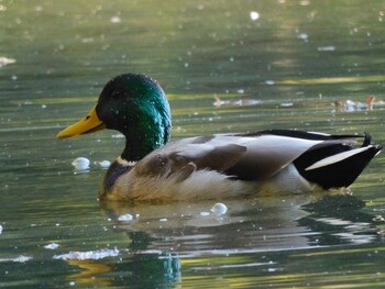 マガモ 秋ヶ瀬公園(ピクニックの森) 2021年11月14日(日)