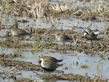 Sharp-tailed Sandpiper 河北潟 Mon, 5/8/2017