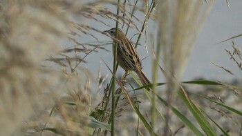 2021年11月14日(日) 三滝川の野鳥観察記録