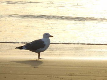 Vega Gull 河北潟 Mon, 5/8/2017