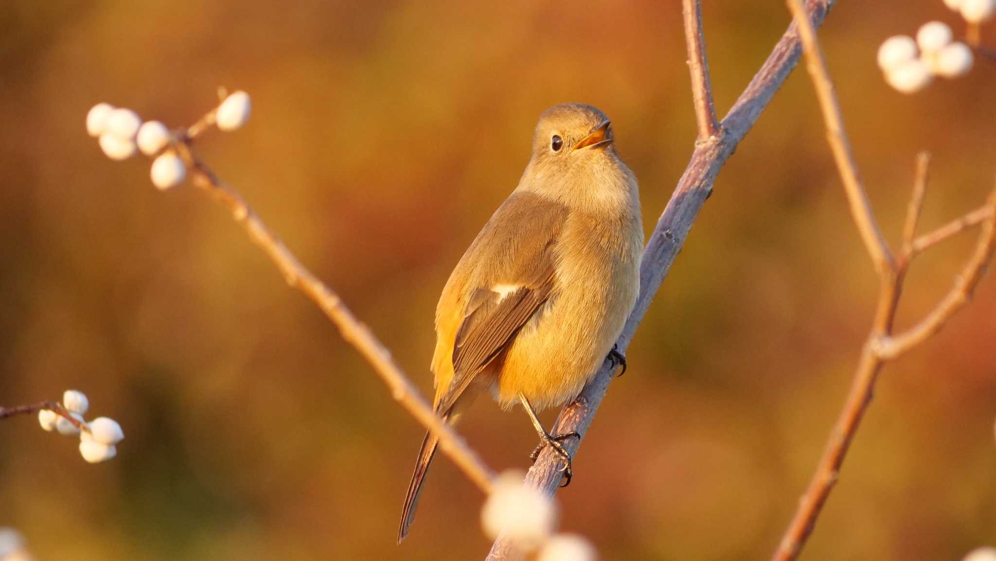 Photo of Daurian Redstart at 淀川河川公園 by コゲラ