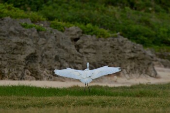 チュウサギ 米須海岸 2021年11月14日(日)